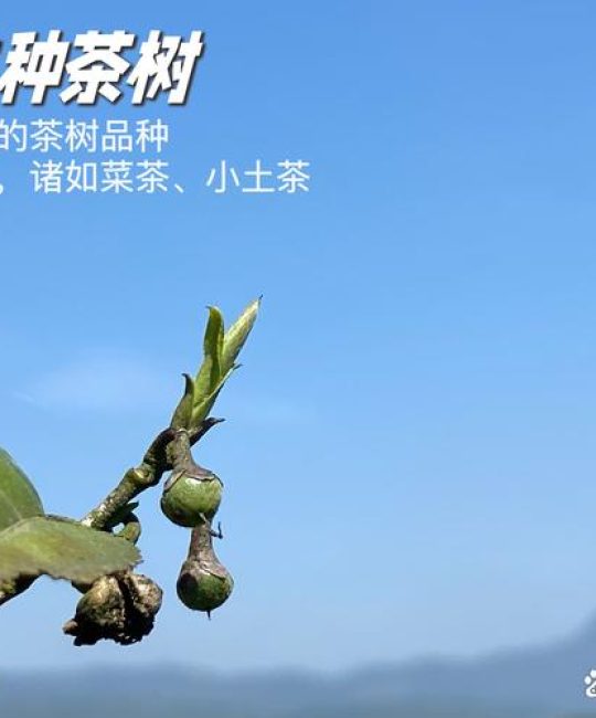 所有茶都是一种茶树吗？揭秘茶叶的分类与真伪