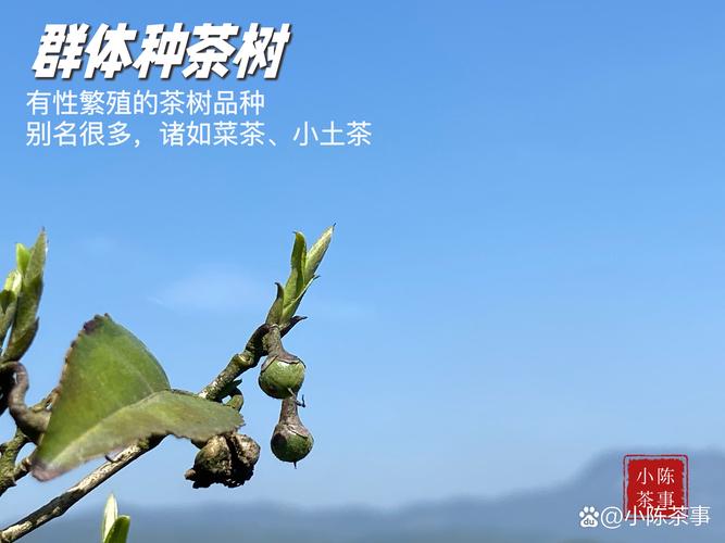 所有茶都是一种茶树吗?揭秘茶叶的分类与真伪 所有茶都是一种茶树吗?揭秘茶叶的分类与真伪