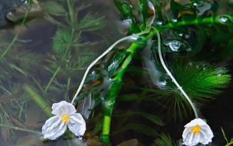 蜈蚣草会开花吗？答案让你意外——蕨类植物的繁殖真相