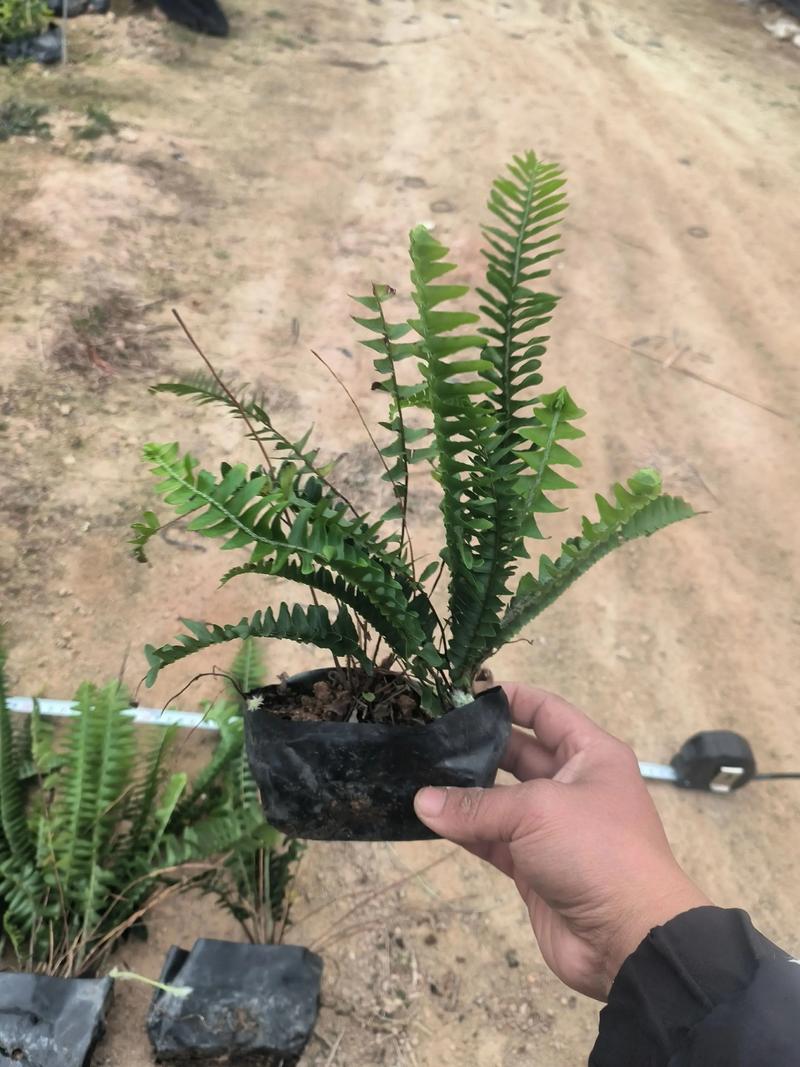 蜈蚣草会开花吗?答案让你意外——蕨类植物的繁殖真相 影响孢子繁殖与叶片观赏的关键因素(含具体参数)