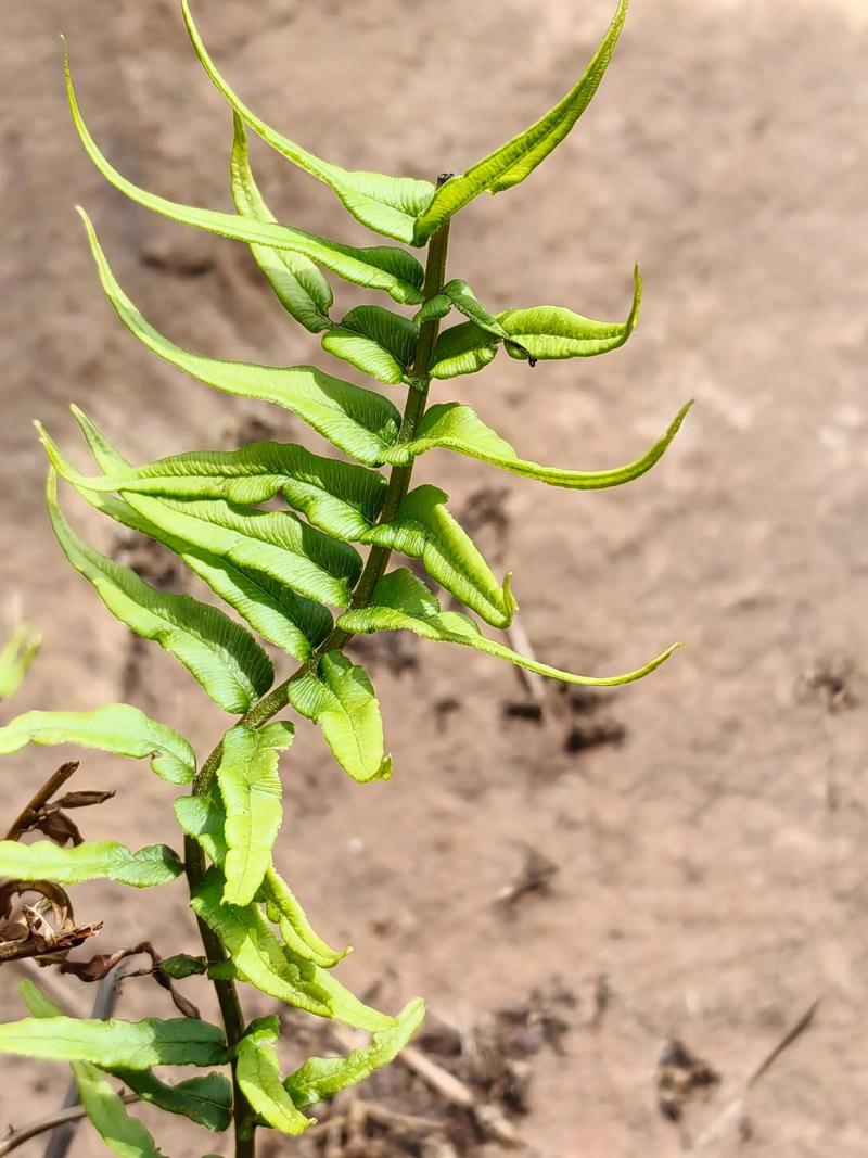 蜈蚣草会开花吗?答案让你意外——蕨类植物的繁殖真相 蜈蚣草“不开花”的常见原因与解决方案