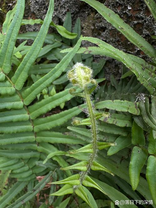 蜈蚣草会开花吗?答案让你意外——蕨类植物的繁殖真相 总结