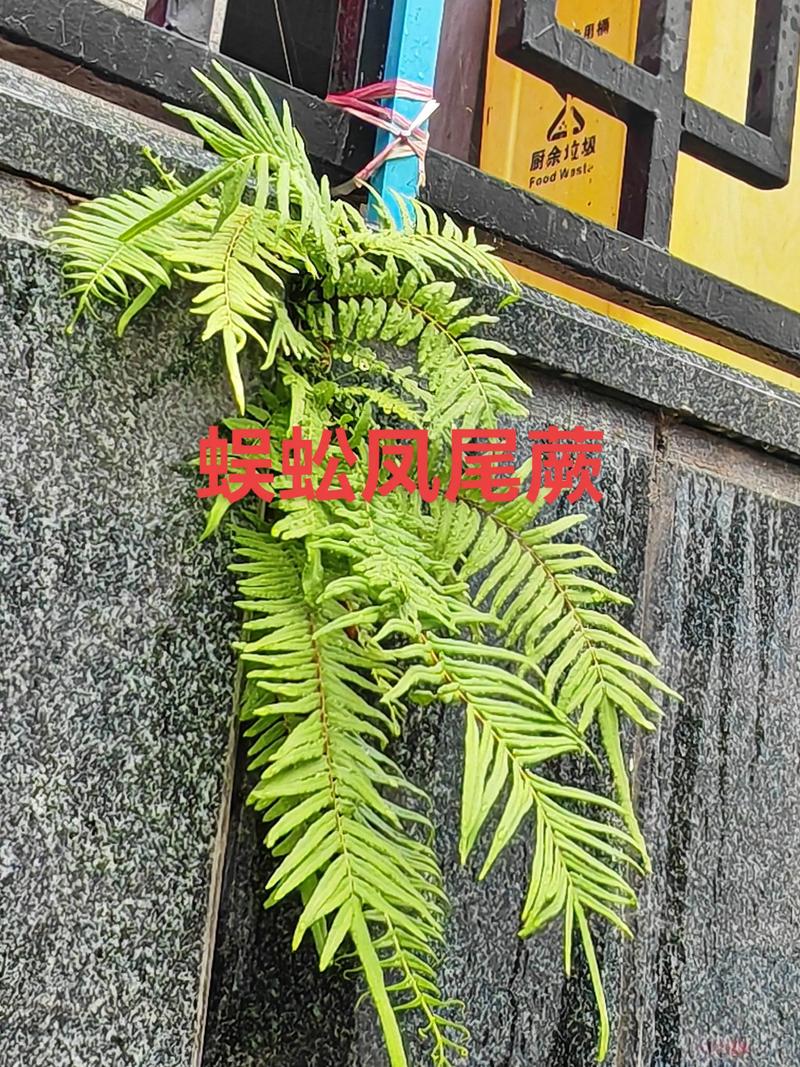 蜈蚣草会开花吗?答案让你意外——蕨类植物的繁殖真相 FAQ