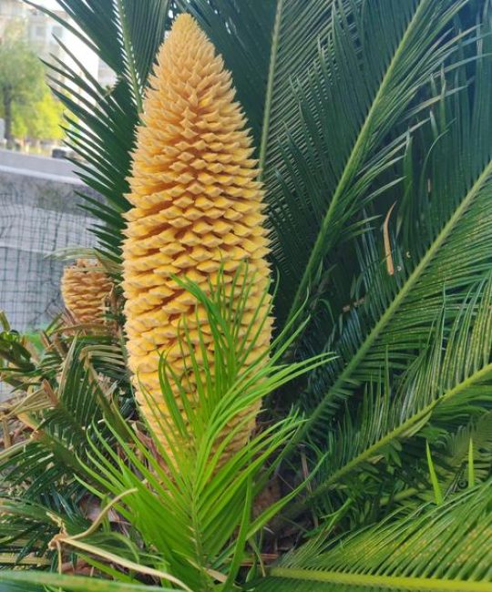 铁树夏天可以修剪吗？夏季养护与修剪全攻略
