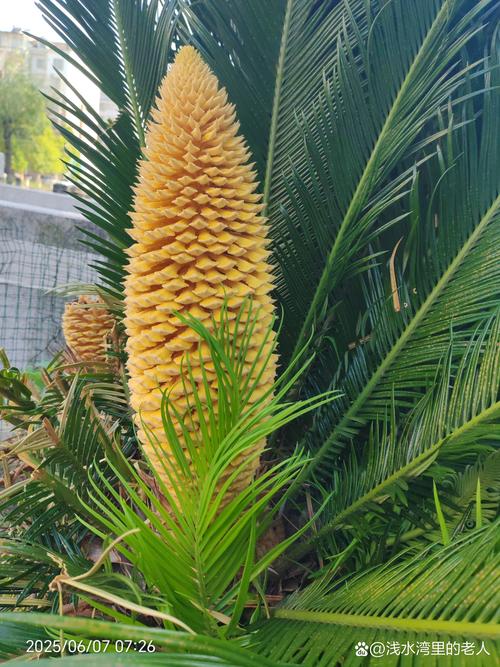 铁树夏天可以修剪吗?夏季养护与修剪全攻略 浇水:干透浇透,是夏季养护的安全底线
