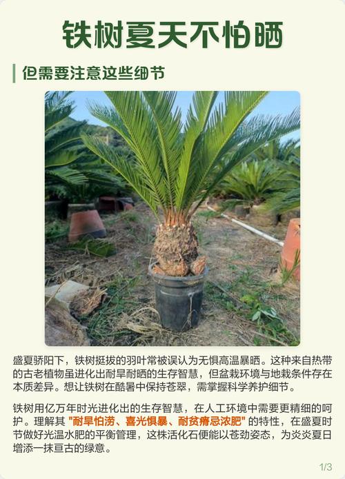 铁树夏天可以修剪吗?夏季养护与修剪全攻略 光照:充足柔和的光照,是叶片浓绿油亮的保障