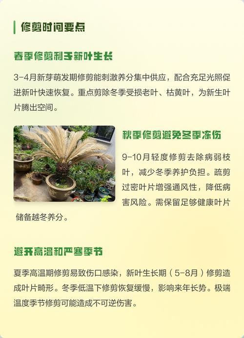 铁树夏天可以修剪吗?夏季养护与修剪全攻略 修剪:夏季可以修剪,但要分情况、分时机