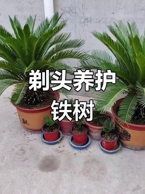 铁树夏天可以修剪吗?夏季养护与修剪全攻略 总结