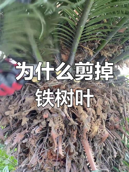 铁树夏天可以修剪吗?夏季养护与修剪全攻略 换盆:夏季不建议换盆,特殊情况需谨慎处理