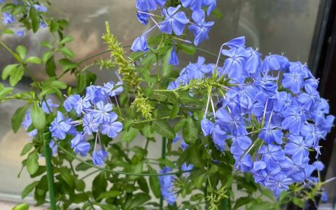 蓝雪花四季常青吗？揭秘生长习性、越冬要点与南北养护全指南