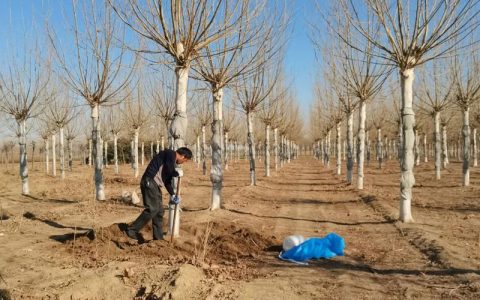 农村种植什么树？这份乔灌木种植技术指南请收好