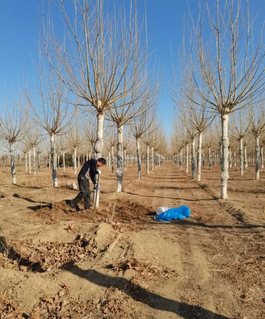 农村种植什么树？这份乔灌木种植技术指南请收好