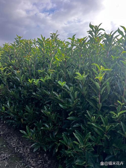 四、栽植深度：根颈齐平，埋深有数