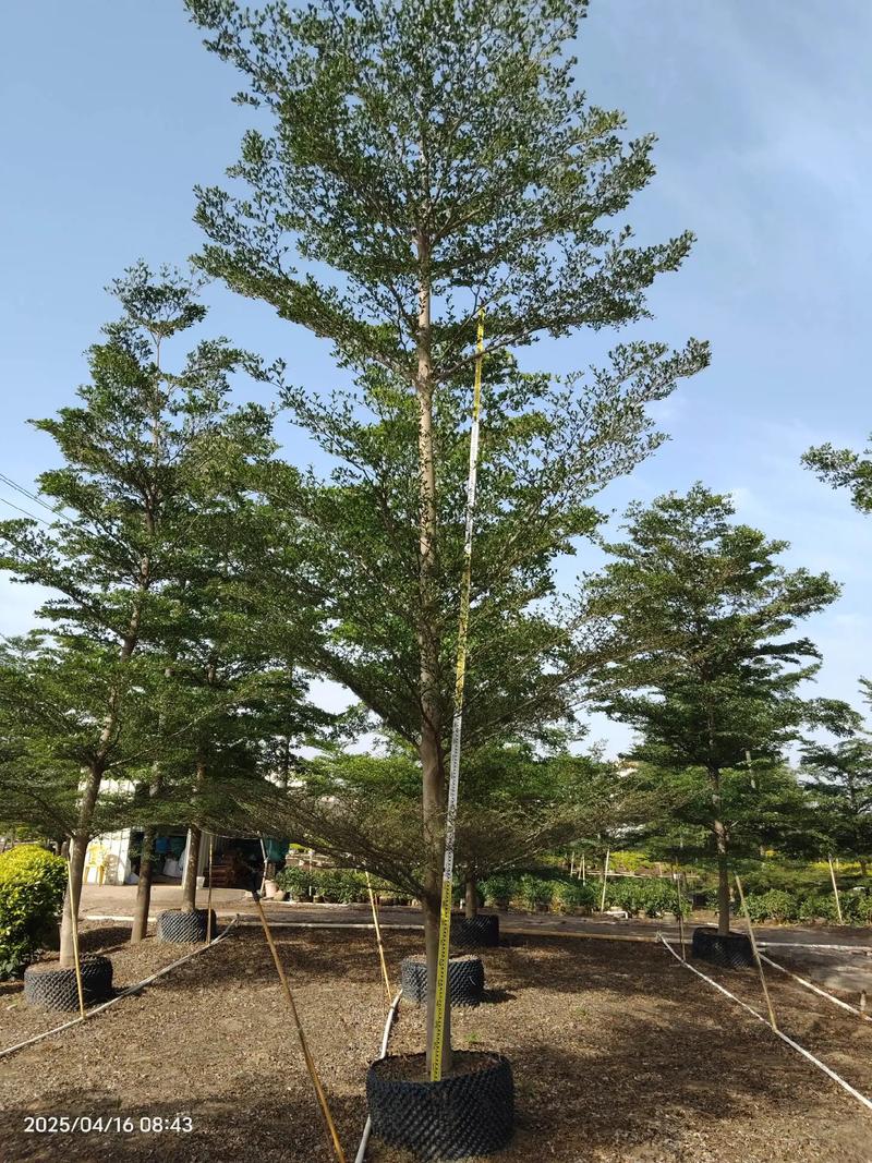 七、成活注意事项：细节决定长远
