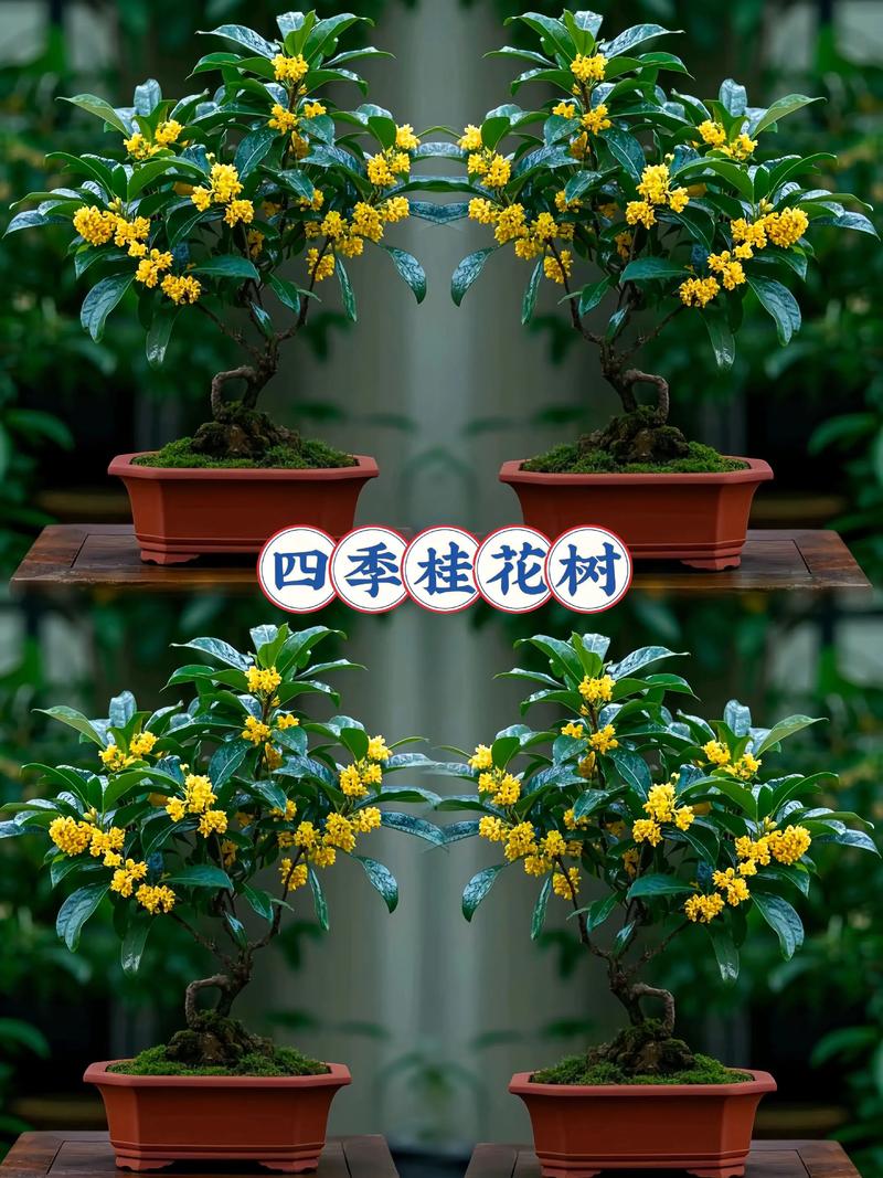 夏天的桂花树是什么样子的?形态特征与养护指南 科属