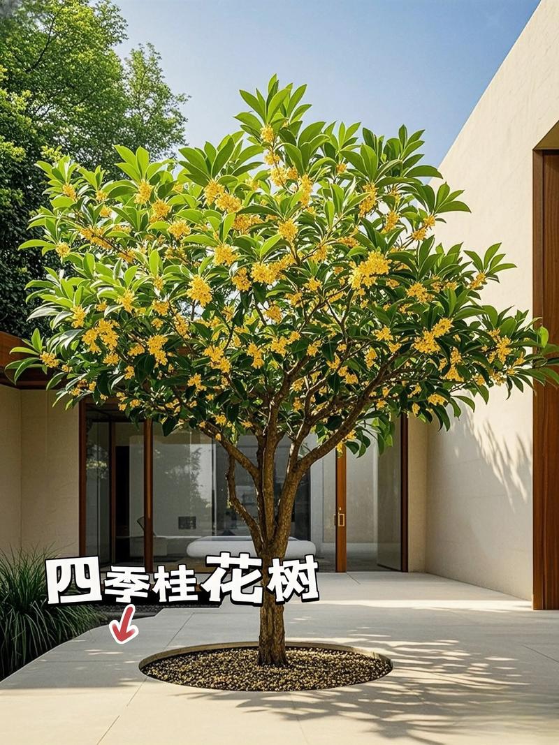 夏天的桂花树是什么样子的?形态特征与养护指南 园林用途