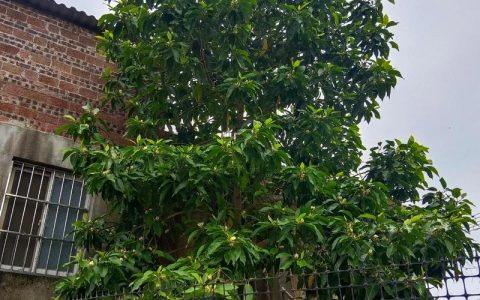 门口种玉兰树好不好？庭院玉兰选购、移栽与养护全指南