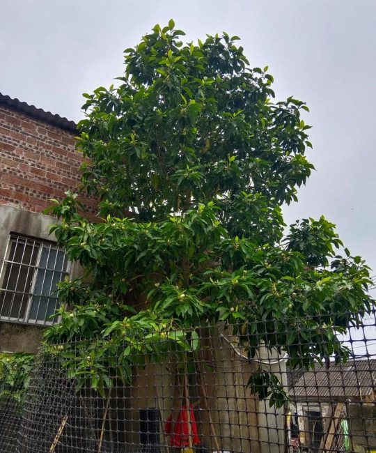 门口种玉兰树好不好？庭院玉兰选购、移栽与养护全指南