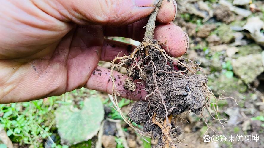 由主根和侧根组成的典型植物:蒲公英 由主根和侧根组成的典型植物:蒲公英