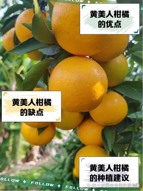 黄美人柑橘苗哪里有卖?采购评估与种植全攻略 售后补苗条款必须逐条书面确认:存活期限、补苗比例、运费承担方及免责例外