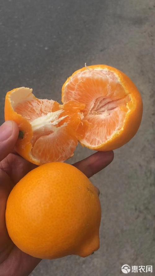 黄美人柑橘苗哪里有卖?采购评估与种植全攻略 装车运输与卸车验收:保湿遮阴、分层放置,索要有效植物检疫证书