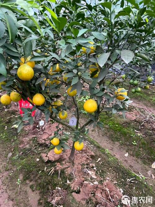 黄美人柑橘苗哪里有卖?采购评估与种植全攻略 定植后管理要点:自然开心形修剪,萌芽期高氮、膨果期高钾,配置授粉树比例8:1