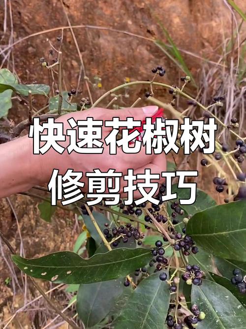 花椒树家庭种植养护指南:从浇水到修剪的实用技巧 施肥:薄肥勤施,生长期以氮肥为主