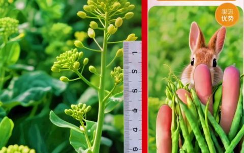 油菜种子是什么？从形态到种植，一文读懂关键要点