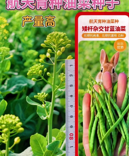 油菜种子是什么？从形态到种植，一文读懂关键要点