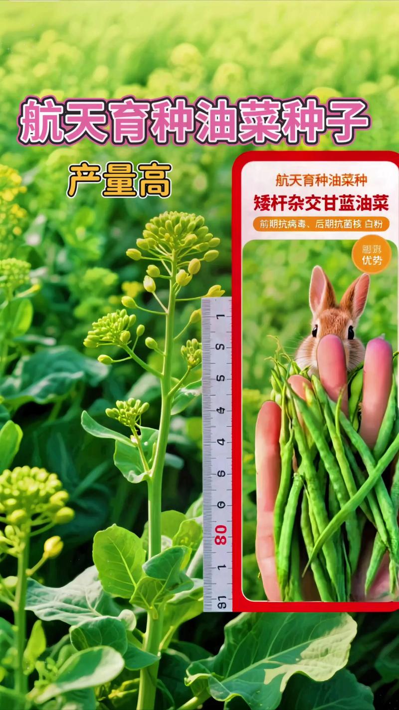 油菜种子是什么?从形态到种植,一文读懂关键要点 油菜种子是什么?从形态到种植,一文读懂关键要点