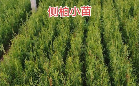 桧柏种苗多少钱一株？2024年价格参考与五大影响因素