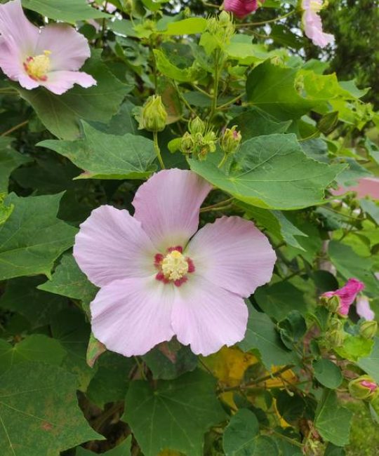 木芙蓉花有香味吗？揭秘木芙蓉的香气秘密与园艺价值