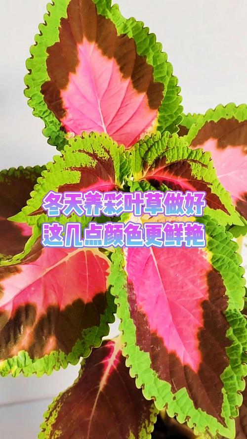 二、耐寒耐热量化指标