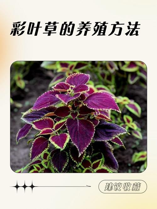 六、南北种植差异化建议