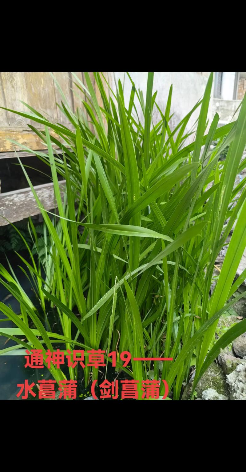 菖蒲草：天南星科水生植物百科与药用科普