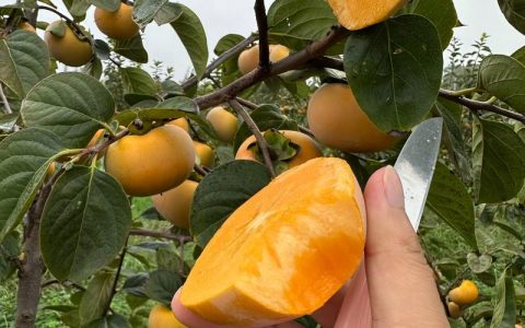 阳丰柿子和太秋柿子哪个好？2026年家庭种植与选购全对比