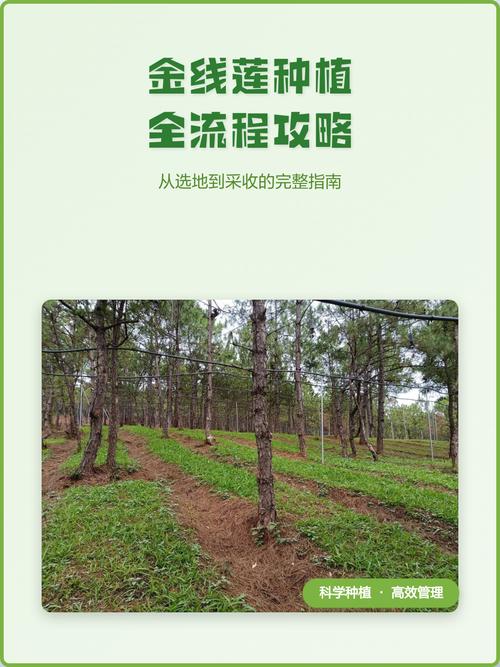 三、栽前处理