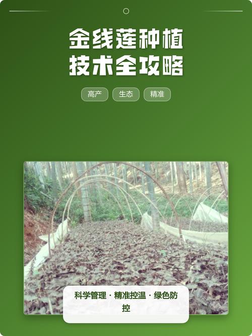 六、缓苗管理