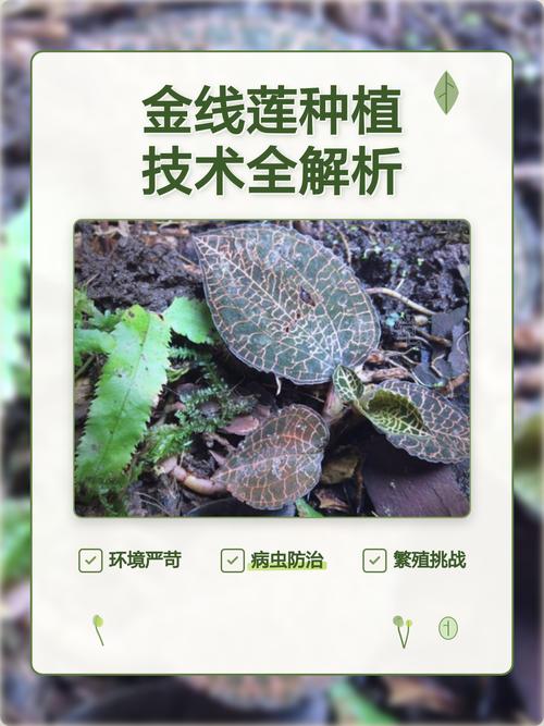 五、浇定根水