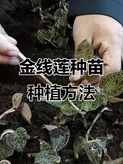 七、成活注意事项
