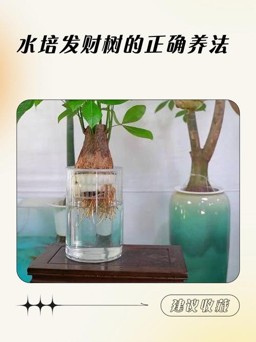 水培植物如何养得好?从浇水到换盆的完整养护指南 换盆:其实是指换容器或彻底换水,别让根系被“挤”住
