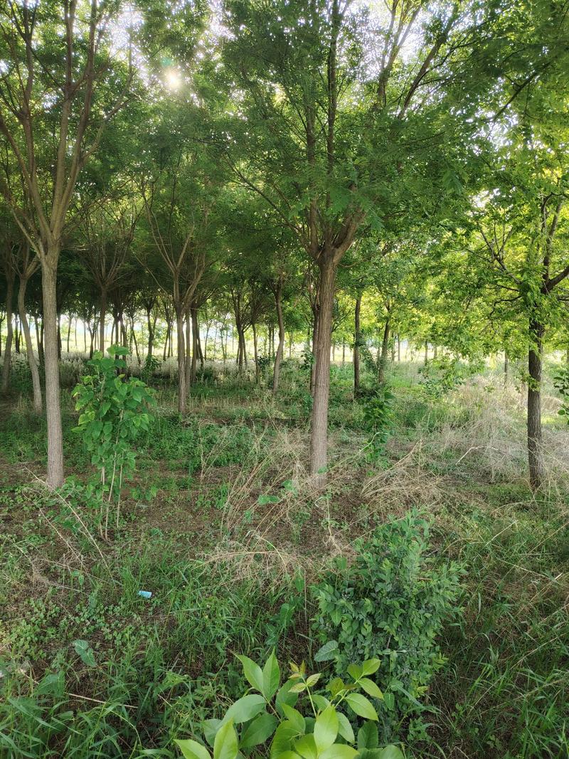 养金蝉栽什么树?这些树种让金蝉高产又省心 一、金蝉对树木的基本要求