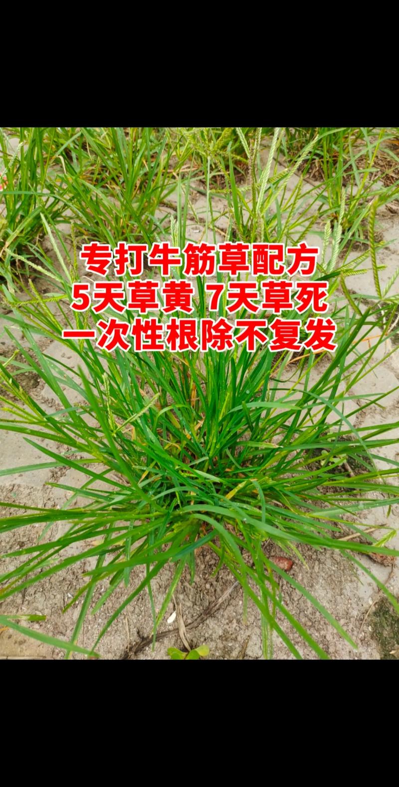 水稻田里牛筋草用什么除草剂?科学防治全攻略 二、选对除草剂:核心方案推荐