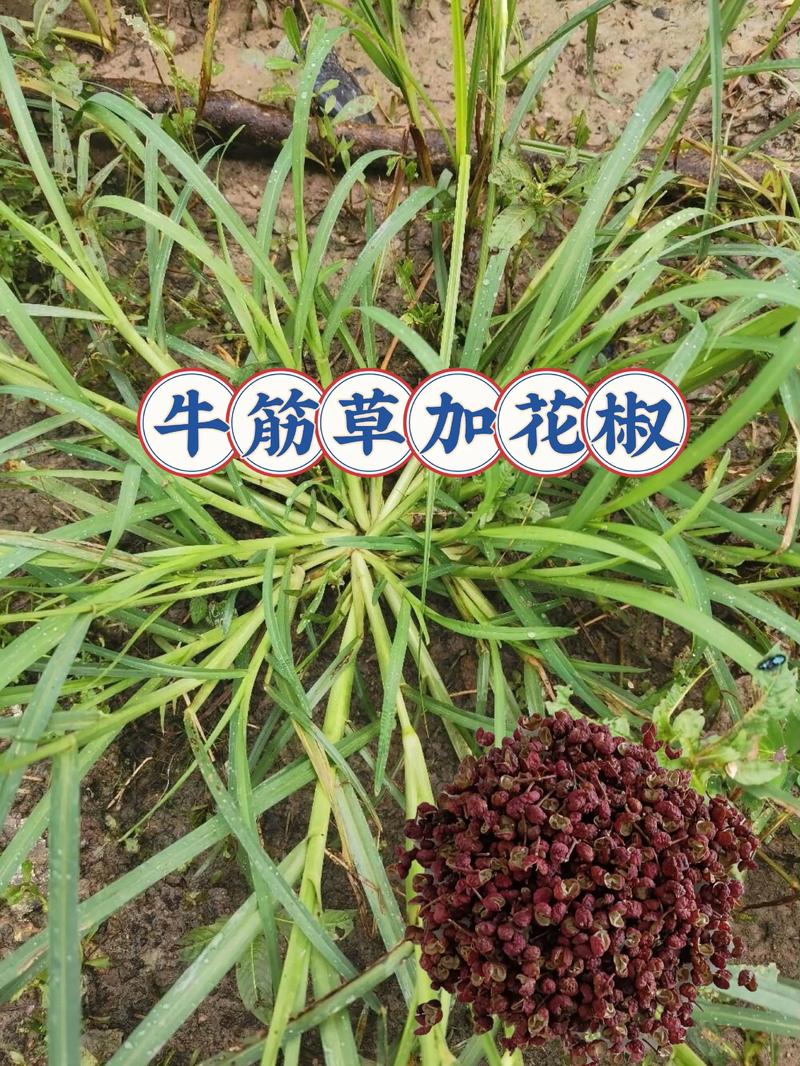 水稻田里牛筋草用什么除草剂?科学防治全攻略 三、实战技巧:提高防效的4个关键
