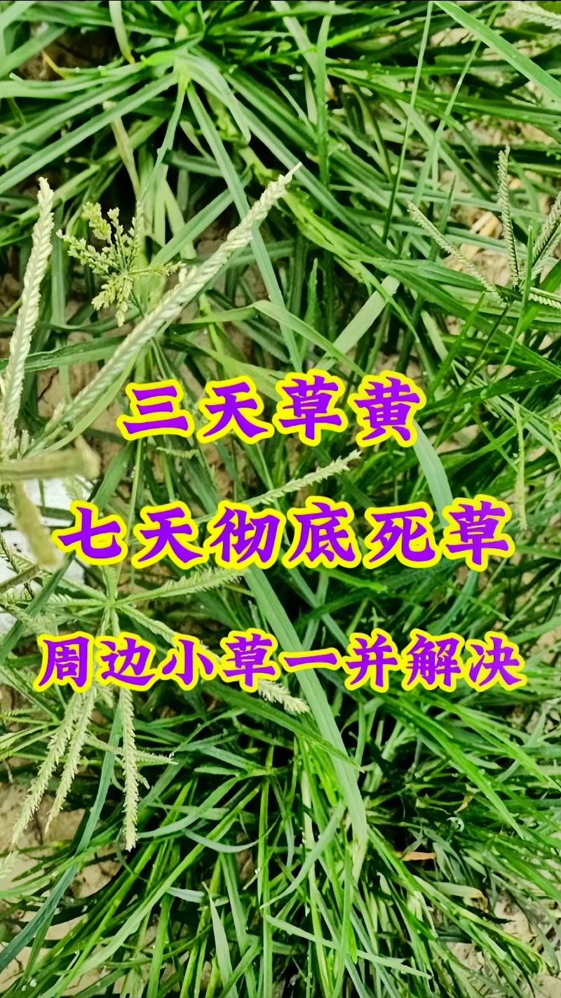 水稻田里牛筋草用什么除草剂?科学防治全攻略 结语