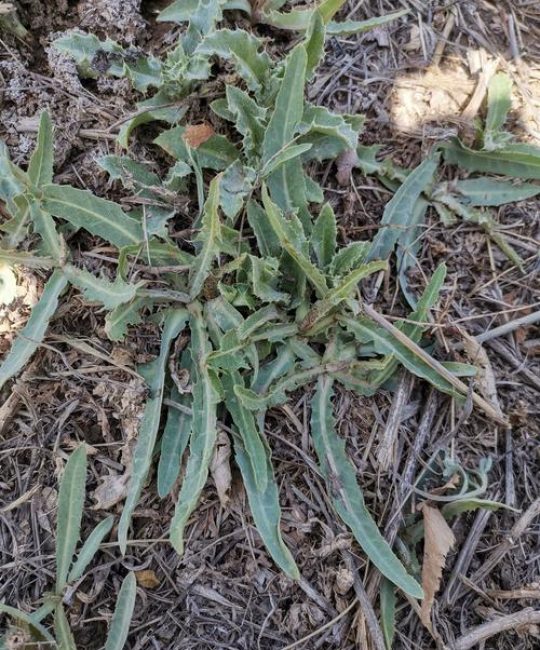 苦草长在哪里？沉水植物苦草的分布、水深与种植指南