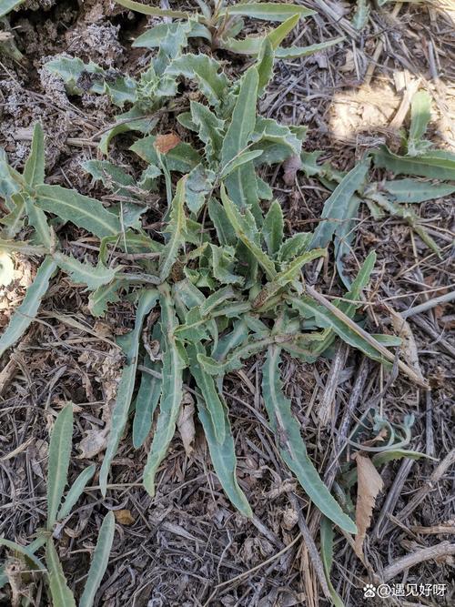 苦草长在哪里？沉水植物苦草的分布、水深与种植指南
