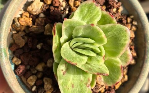 冰种雪花棉木那料在园艺中的诗意诠释——多肉植物鉴赏与养护指南