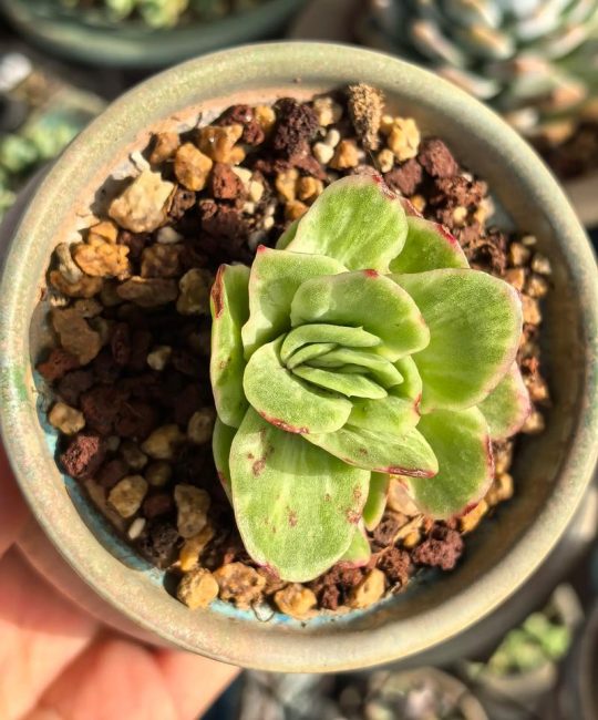 冰种雪花棉木那料在园艺中的诗意诠释——多肉植物鉴赏与养护指南