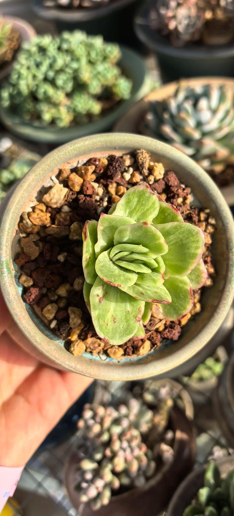 冰种雪花棉木那料在园艺中的诗意诠释——多肉植物鉴赏与养护指南 什么是“冰种”多肉?